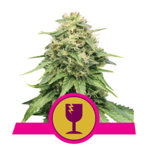 Royal Queen Seeds Critical