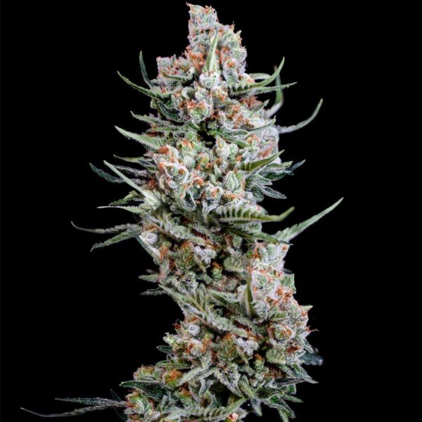 Spliff Seeds - Crystal White