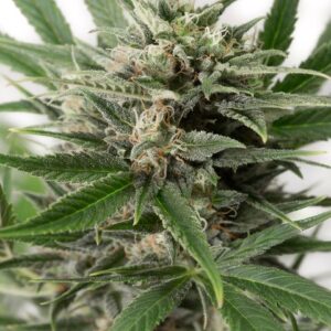 Dinafem Blue Amnesia XXL Autoflowering