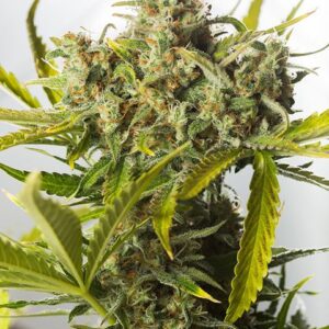 Dinafem Blue Critical Autoflowering