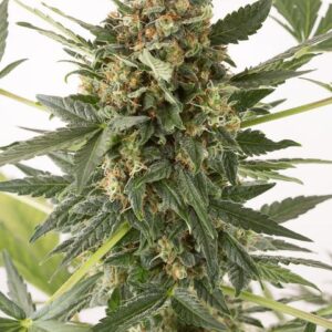 Dinafem Kush-N-Cheese Autoflowering