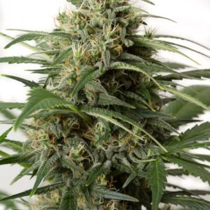 Dinafem Moby Dick XXL Autoflowering