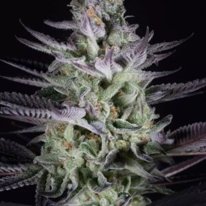 Dinafem Blueberry Cookies