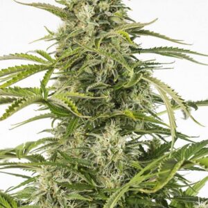 Dinafem Cheese Auto CBD