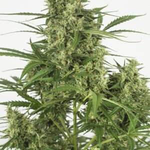 Dinafem Critical+ 2.0 Auto