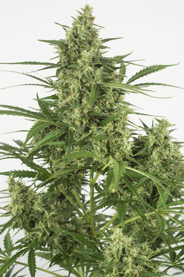 Dinafem Critical+ 2.0 Auto