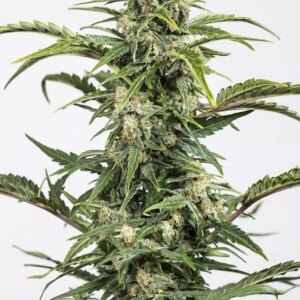 Dinafem Dinamed CBD Auto