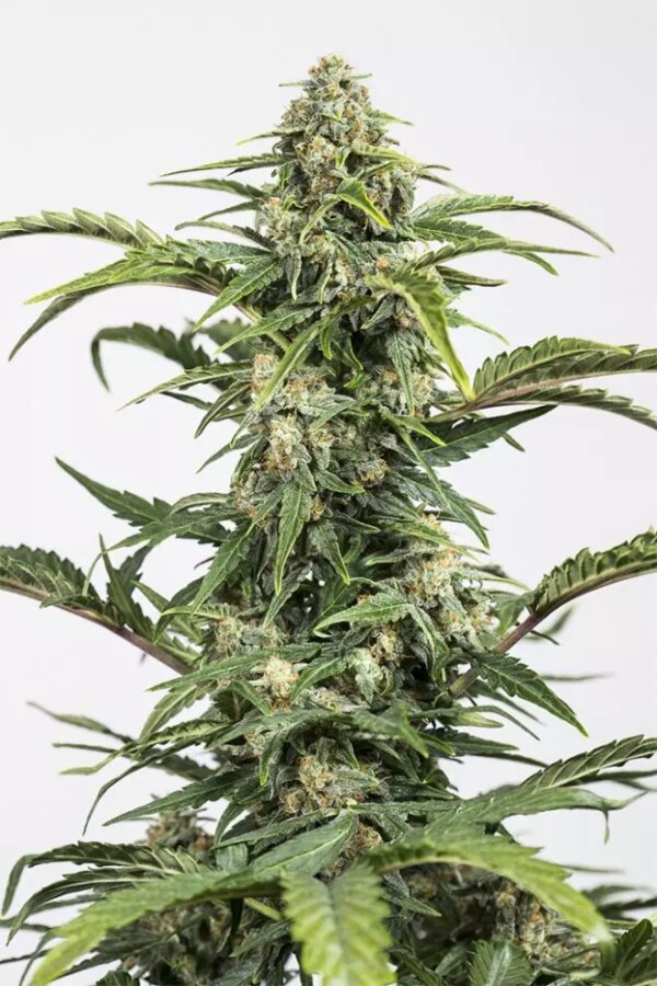 Dinafem Dinamed CBD Auto