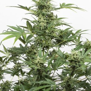 Dinafem Industrial Plant Auto CBD