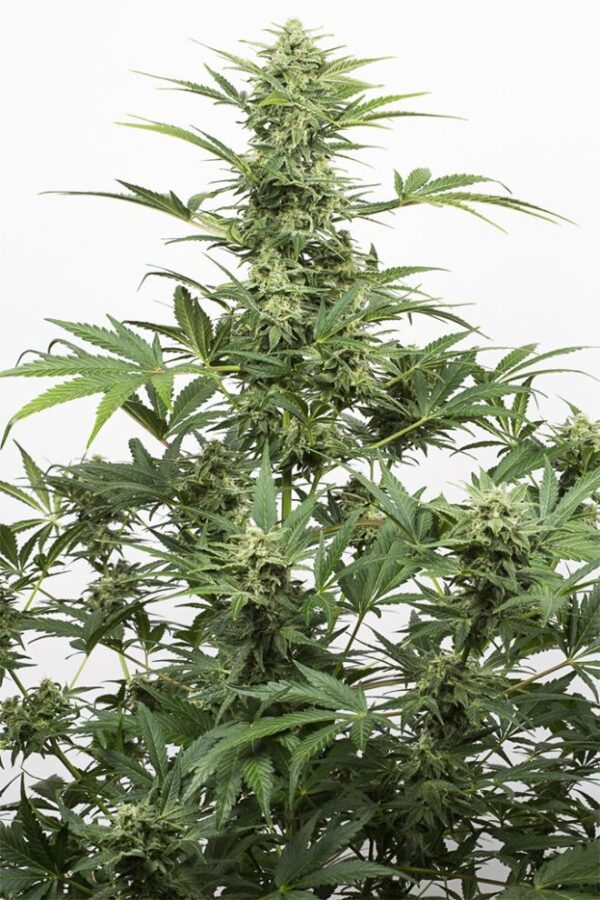 Dinafem Industrial Plant Auto CBD