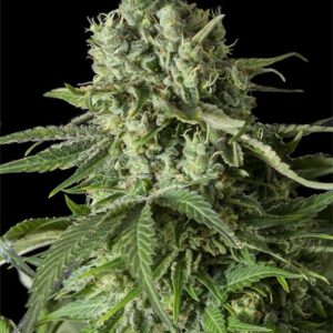 Dinafem Moby Dick CBD