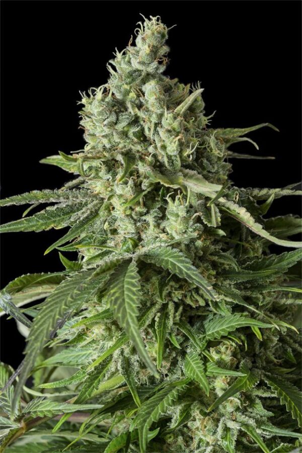 Dinafem Moby Dick CBD