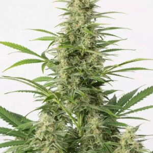 Dinafem Sour Diesel Auto