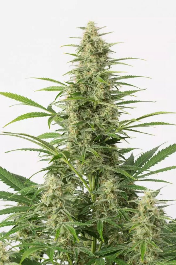 Dinafem Sour Diesel Auto