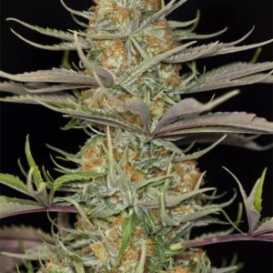 Dinafem Sweet Deep Grapefruit