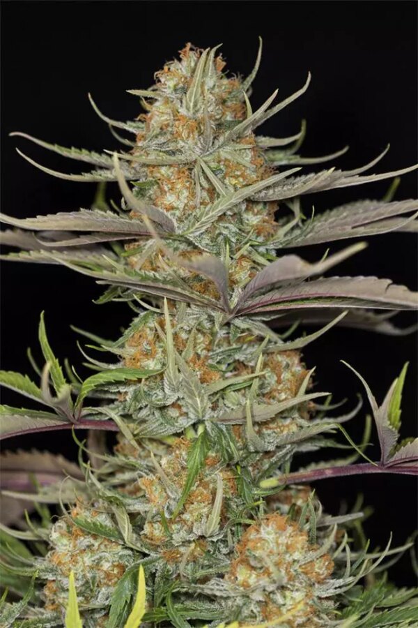 Dinafem Sweet Deep Grapefruit