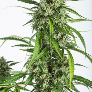 Dinafem White Widow XXL Autoflowering