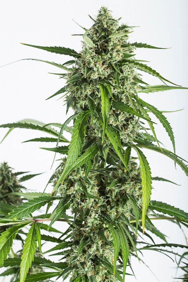 Dinafem White Widow XXL Autoflowering