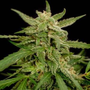 Female Seeds Easy Sativa ®