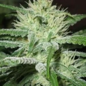 Female Seeds Auto Speed Bud