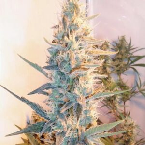 Female Seeds Outdoor Grapefruit ®