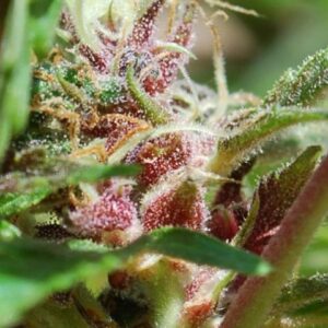 Female Seeds Red Purps ®