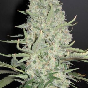 Female Seeds White Widow x big bud ®