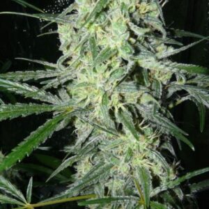 Female Seeds SexBud ®