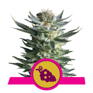 Royal Queen Seeds Fruit Spirit