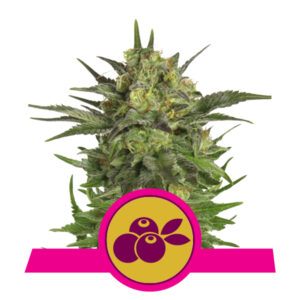 Royal Queen Seeds Haze Berry