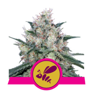 Royal Queen Seeds Honey Cream - Fast Flowering