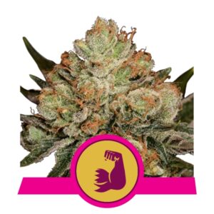 Royal Queen Seeds HulkBerry