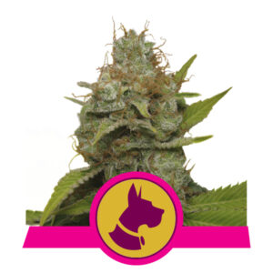 Royal Queen Seeds Kali Dog