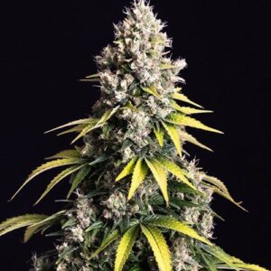 Spliff Seeds - Lemon Cream Kush