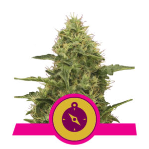 Royal Queen Seeds Northern Light