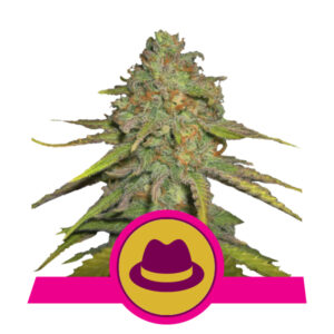 Royal Queen Seeds O.G. Kush