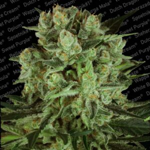 Paradise seeds Durga Mata II CBD