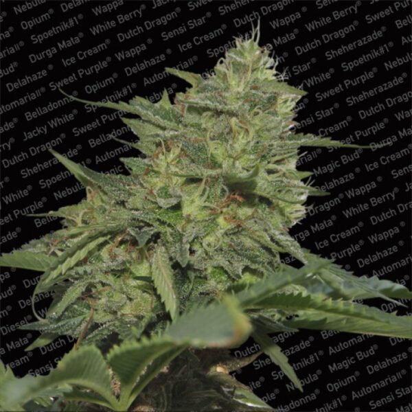 Paradise seeds Original Cheese (IBL)