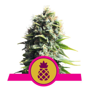 Royal Queen Seeds Pineapple Kush