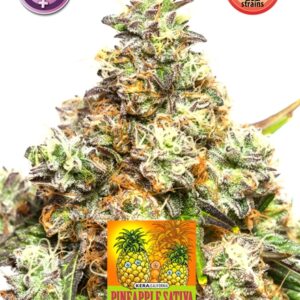 Pineapple Sativa