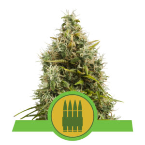 Royal Queen Seeds Royal AK Automatic