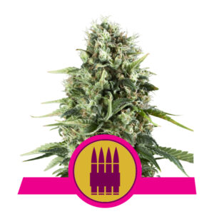 Royal Queen Seeds Royal AK