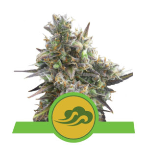 Royal Queen Seeds Royal Bluematic