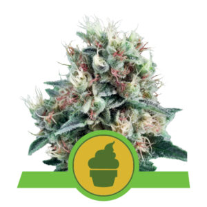 Royal Queen Seeds Royal Creamatic