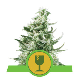 Royal Queen Seeds Royal Critical Automatic