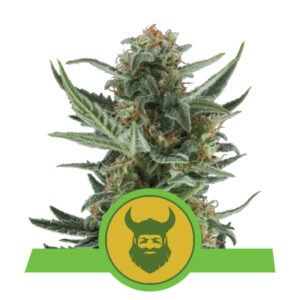 Royal Queen Seeds Royal Dwarf