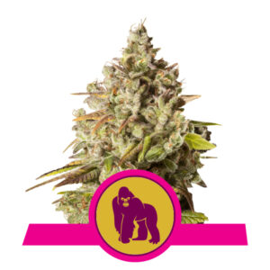 Royal Queen Seeds Royal Gorilla