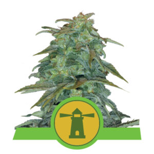 Royal Queen Seeds Royal Haze Automatic