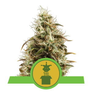 Royal Queen Seeds Royal Jack Automatic