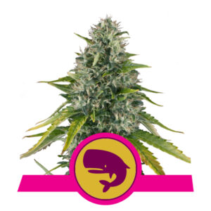 Royal Queen Seeds Royal Moby